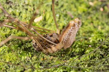 Media type: image;   Invertebrate Zoology 133309